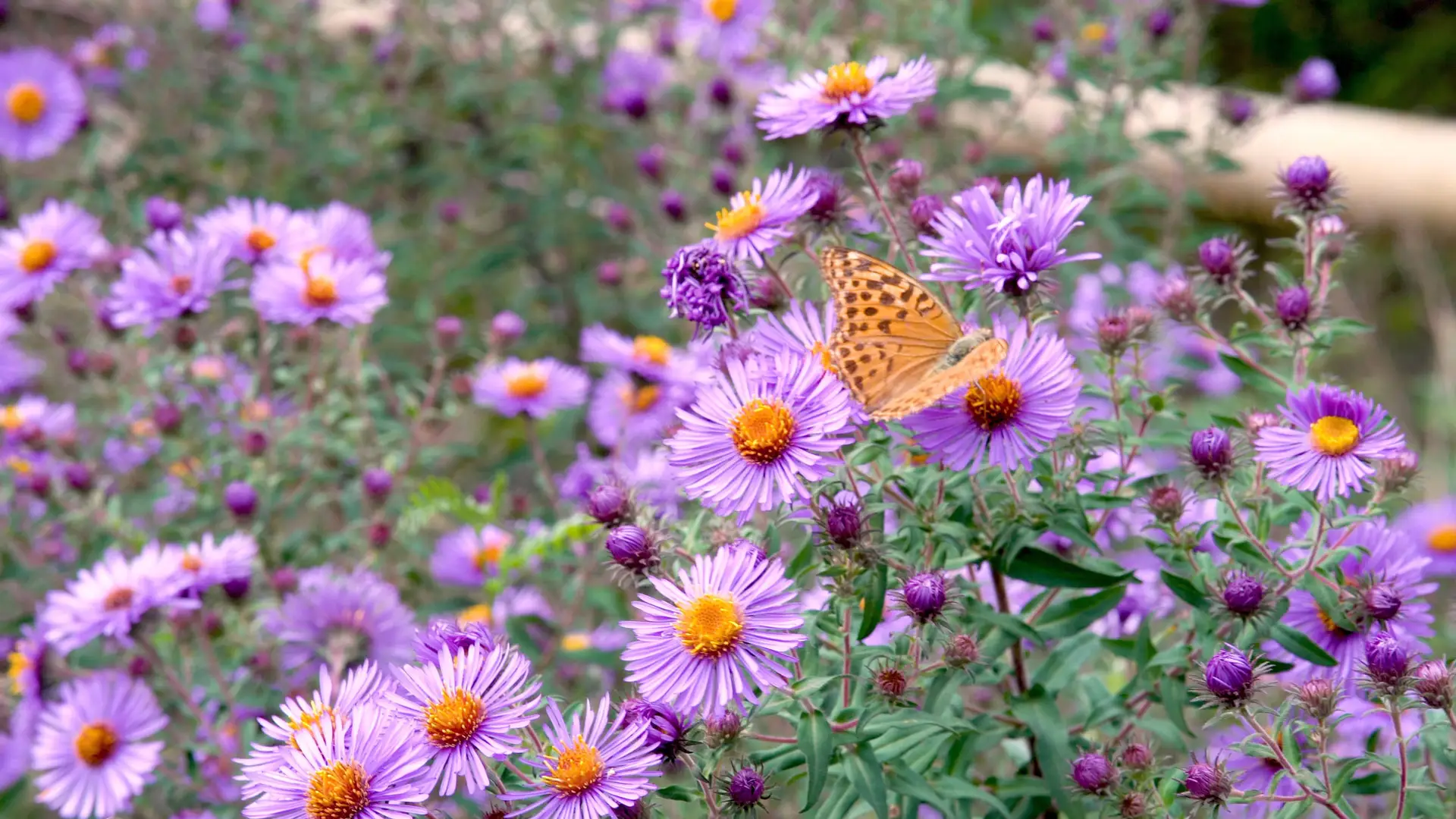 Native Asters - A Beginner's Guide | The Plant Native