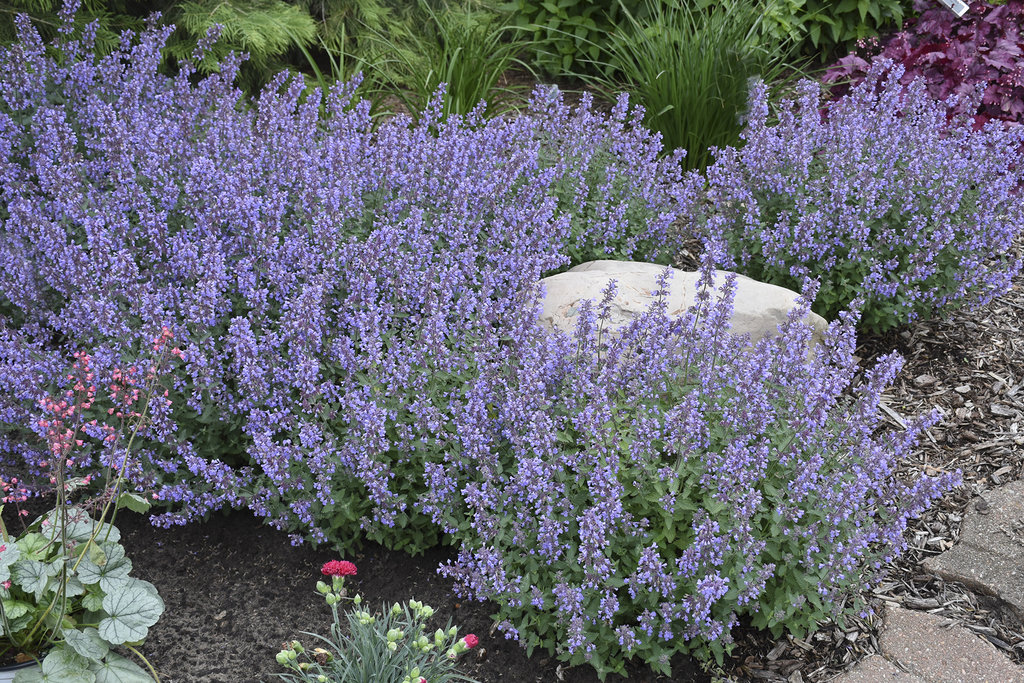 Catmint – Ultimate Plant Care & Growing Guide | Proven Winners