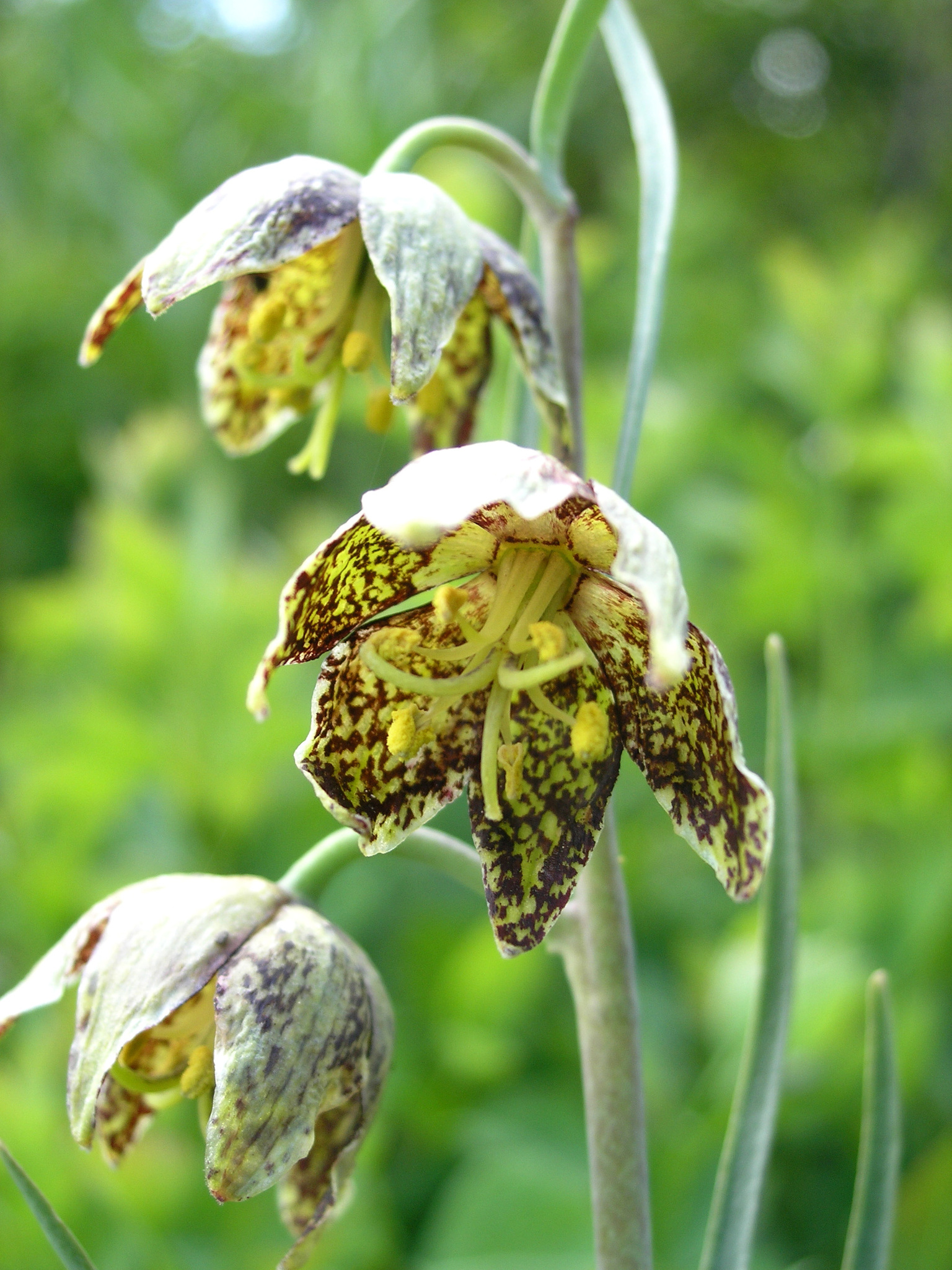 10 Fritillaria Varieties to Plant This Season