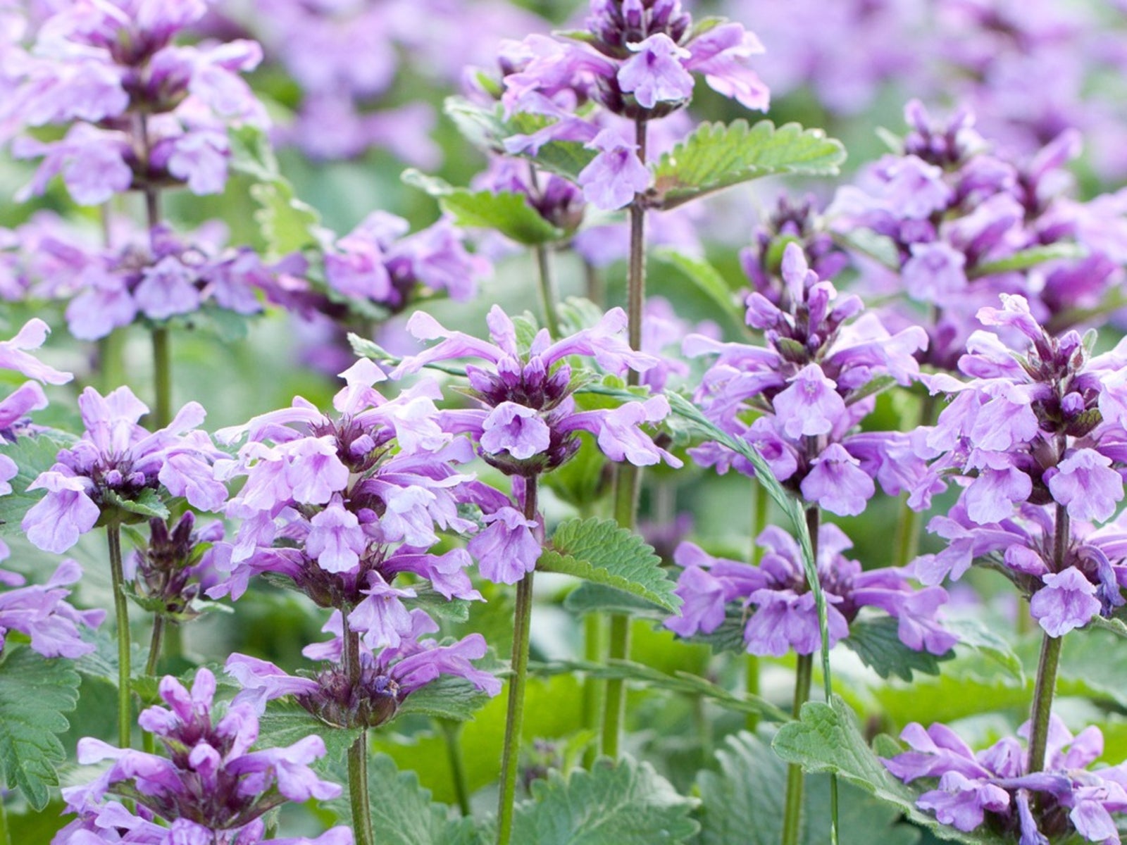 “Catmint Care Guide: Tips for Blooming and Happy Pollinators