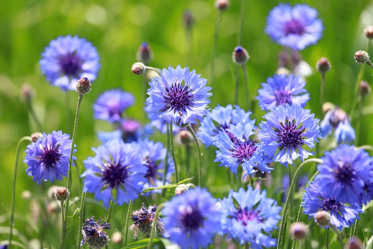 How To Grow Bachelor Buttons – Ultimate Cornflower Guide | Gardening Know  How