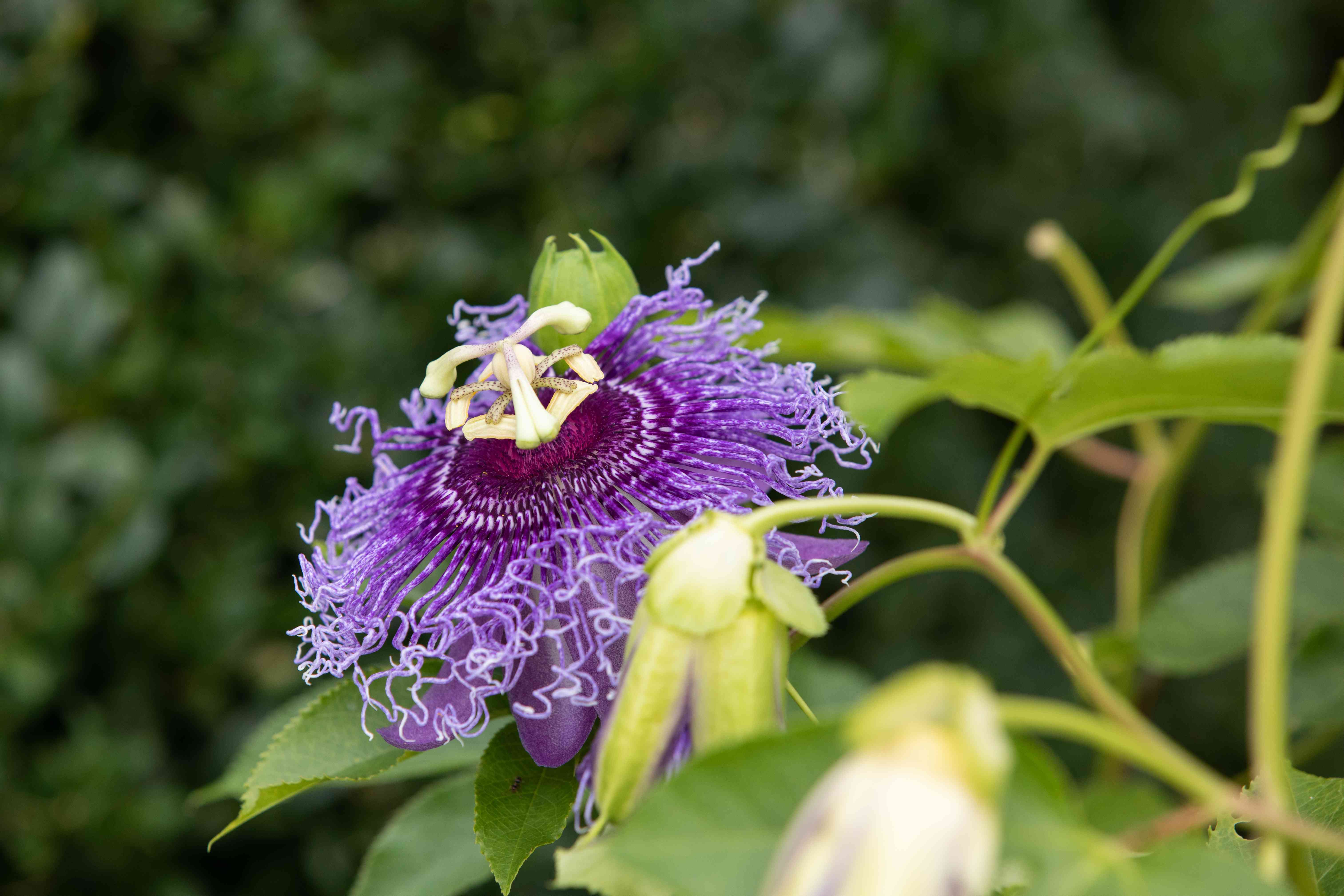 May Pops and Butterflies: The Magic of Passion Flower Vines