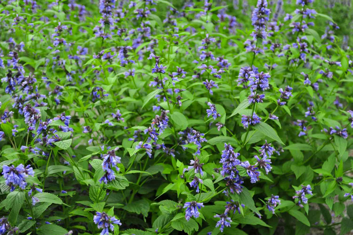 How to Grow and Care for Catmint