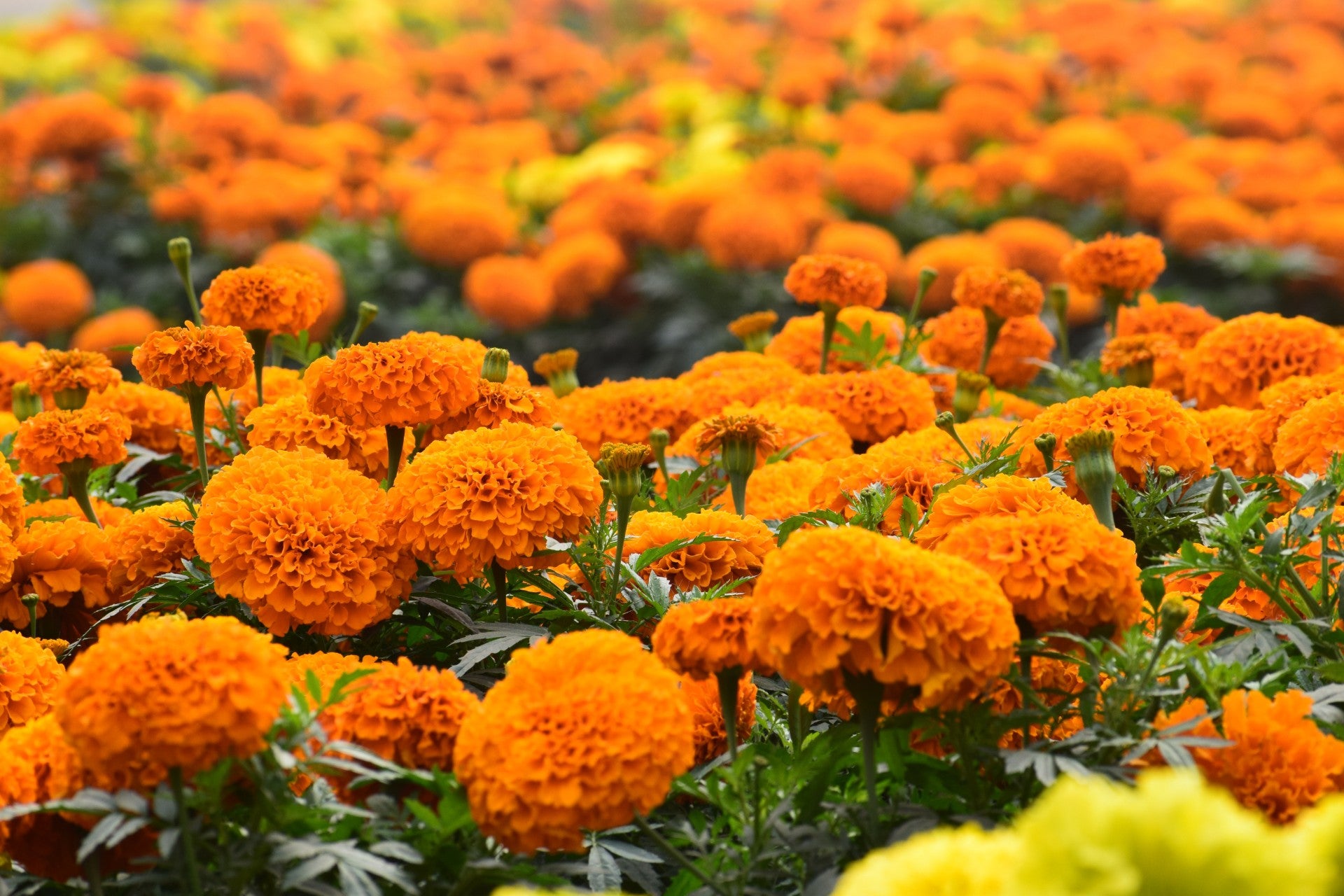 Feature Flower Marigold - from Garden of Eden Flower Shop – The Garden of  Eden Flower Shop