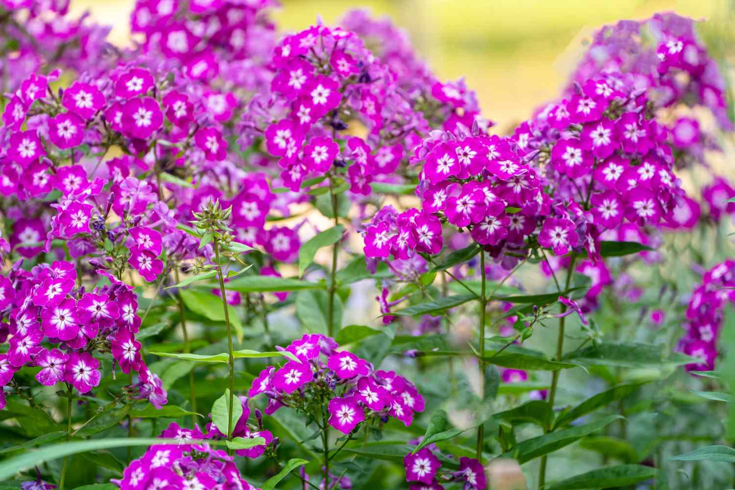 How to Grow and Care for Phlox