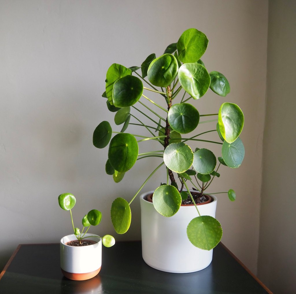 My current Pilea collection (+ growing experiments) – HOUSE PLANT HOUSE