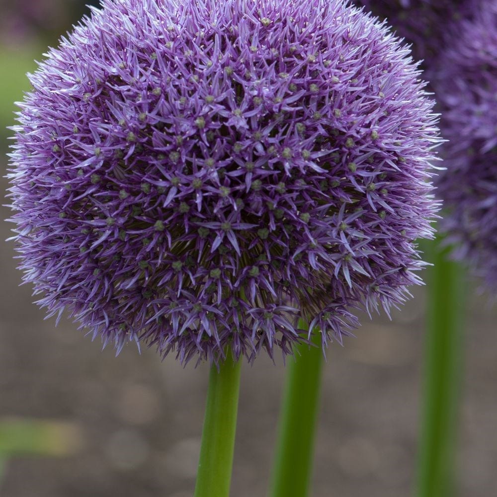 Buy ornamental onion bulb (syn. Allium Round and Purple) Allium Round n  Purple: £9.99 Delivery by Crocus