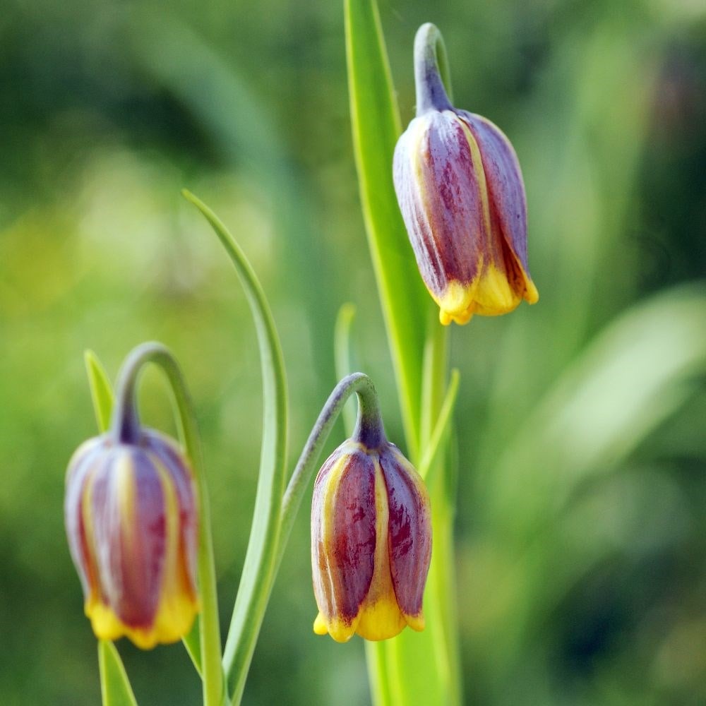 Buy fox's grape fritillary bulbs Fritillaria uva-vulpis: £7.19 Delivery by  Crocus