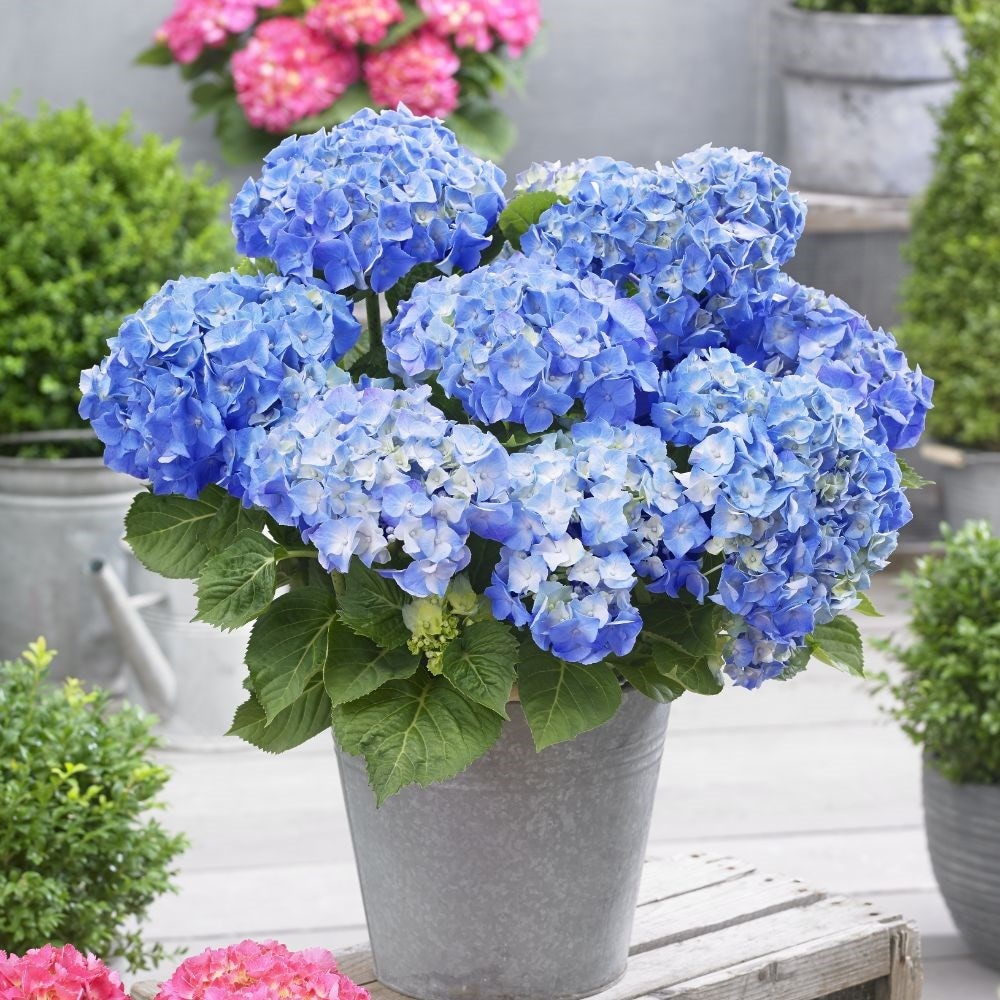 Buy mophead hydrangea Hydrangea macrophylla Little Blue: £14.39 Delivery by  Crocus