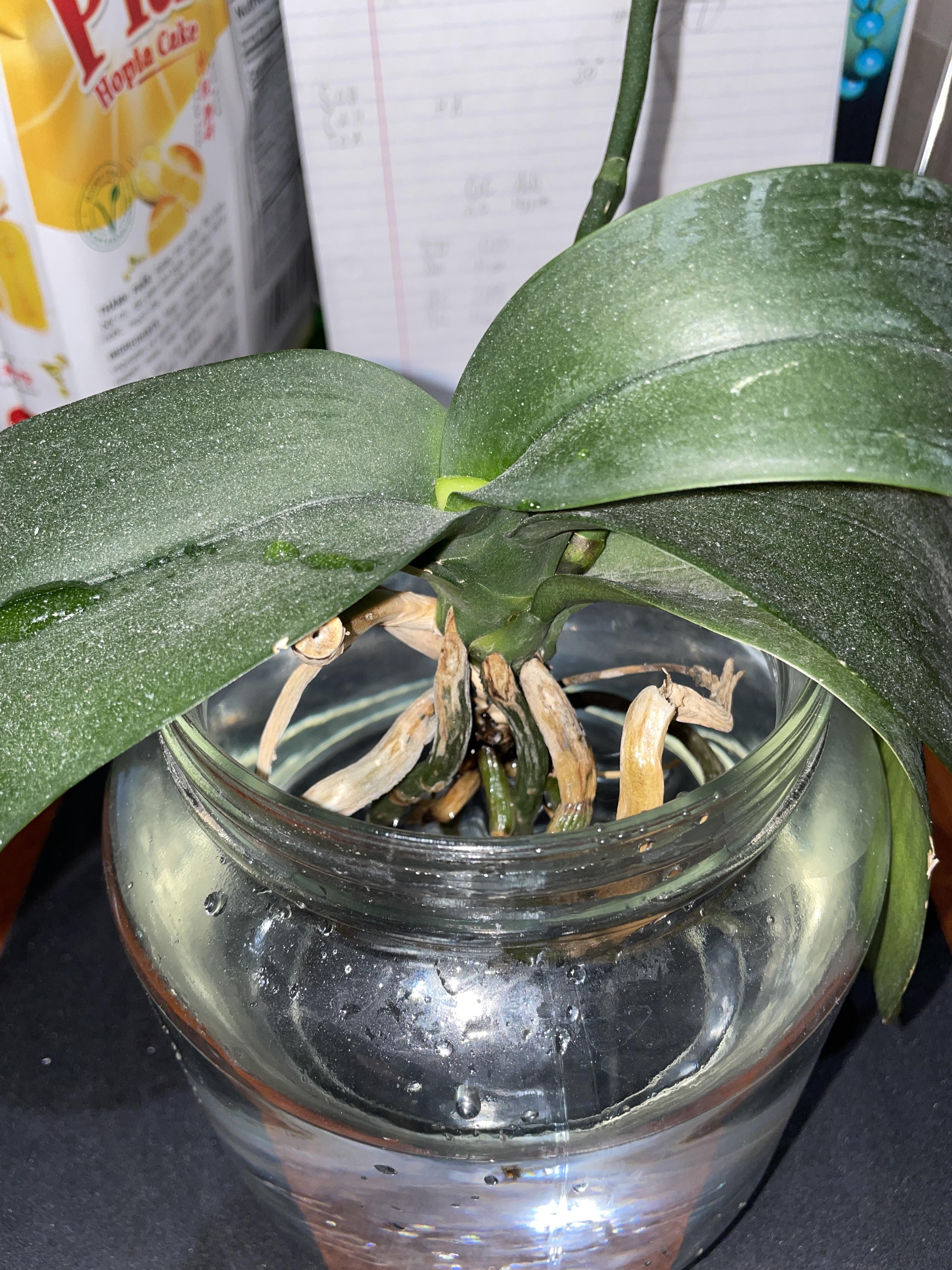 Hydroponic orchid dude here, the guy with the progression. New leaf  forming. Alright so in my opinion full hydroponic is not great, but semi  hydroponic is good. : r/orchids