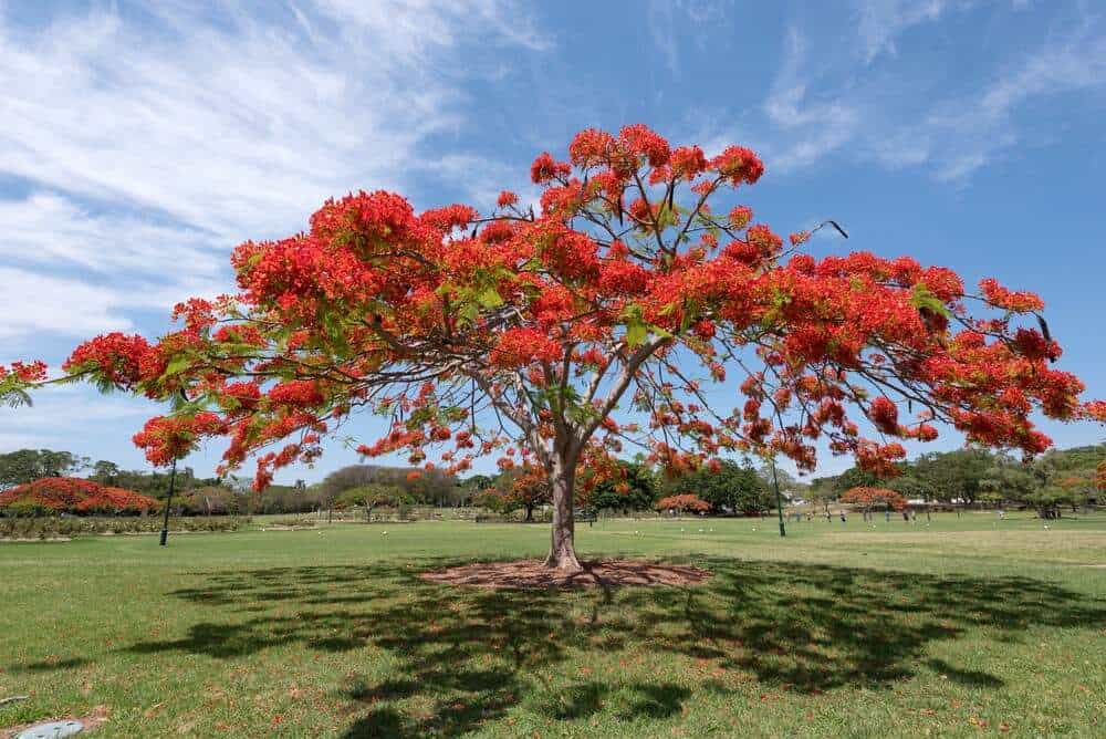 How To Care For A Royal Poinciana Tree | Lawn.com.au