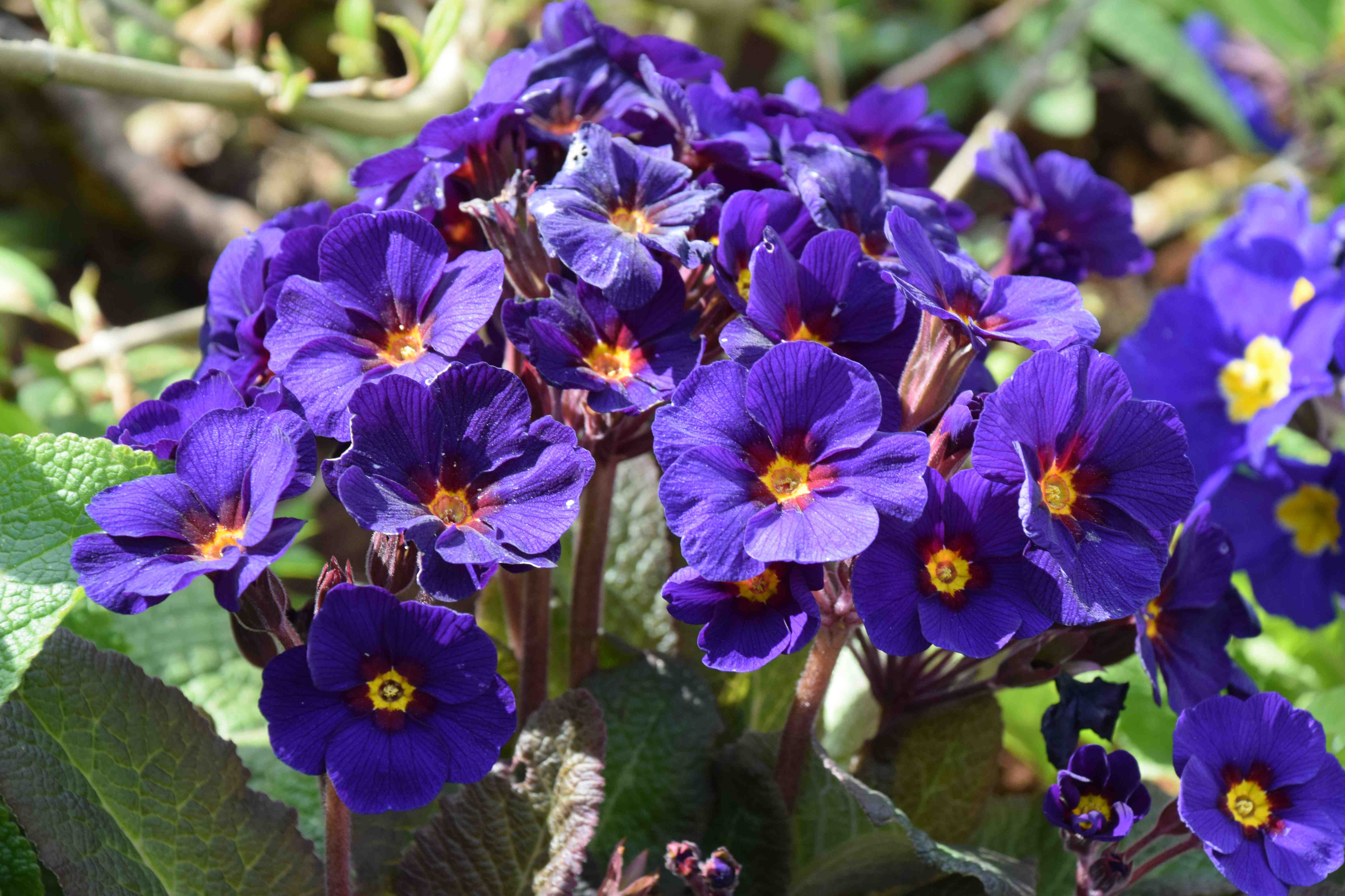 Primulas, primroses and polyanthus | The Biking Gardener