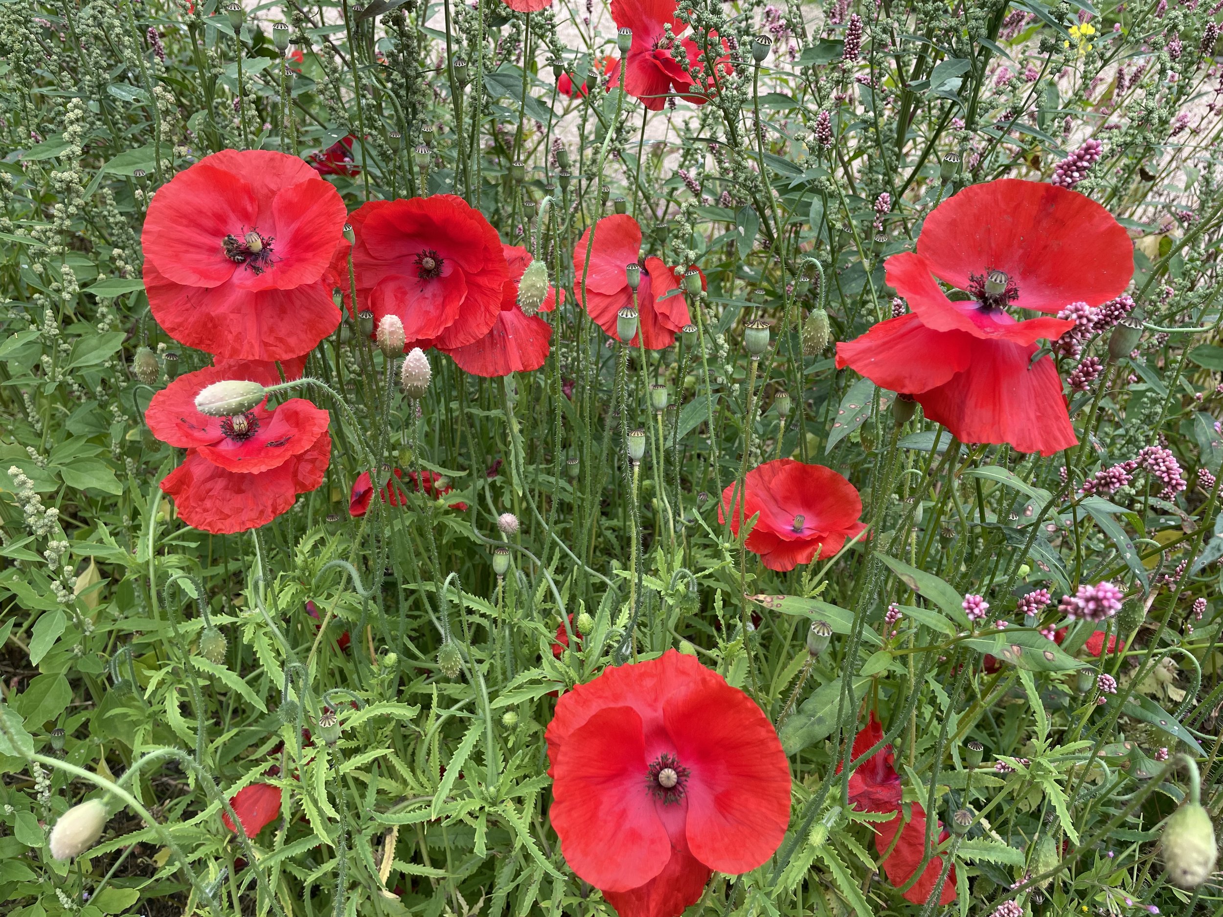 Poppies - A Flower of Edinburgh — Edinburgh Expert Walking Tours