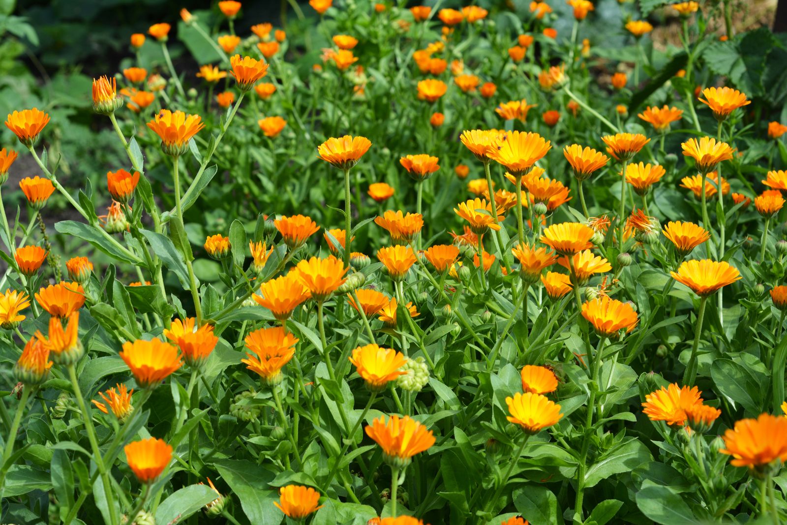 Calendula | Description, Uses, & Facts | Britannica