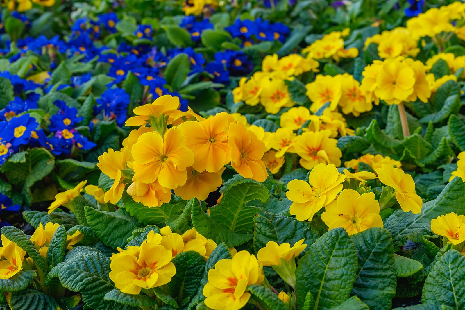 Primrose | Fragrant, Perennial, Flowering | Britannica