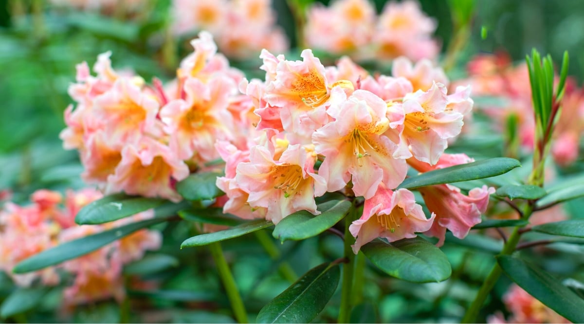 21 Different Types of Rhododendron To Plant This Season