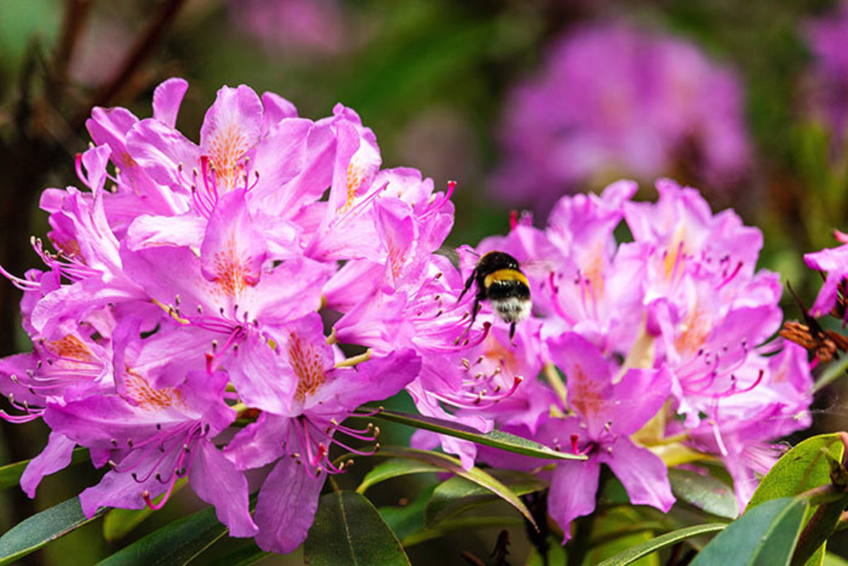 Enhancing Your Garden: Tips for Growing Vibrant Rhododendrons