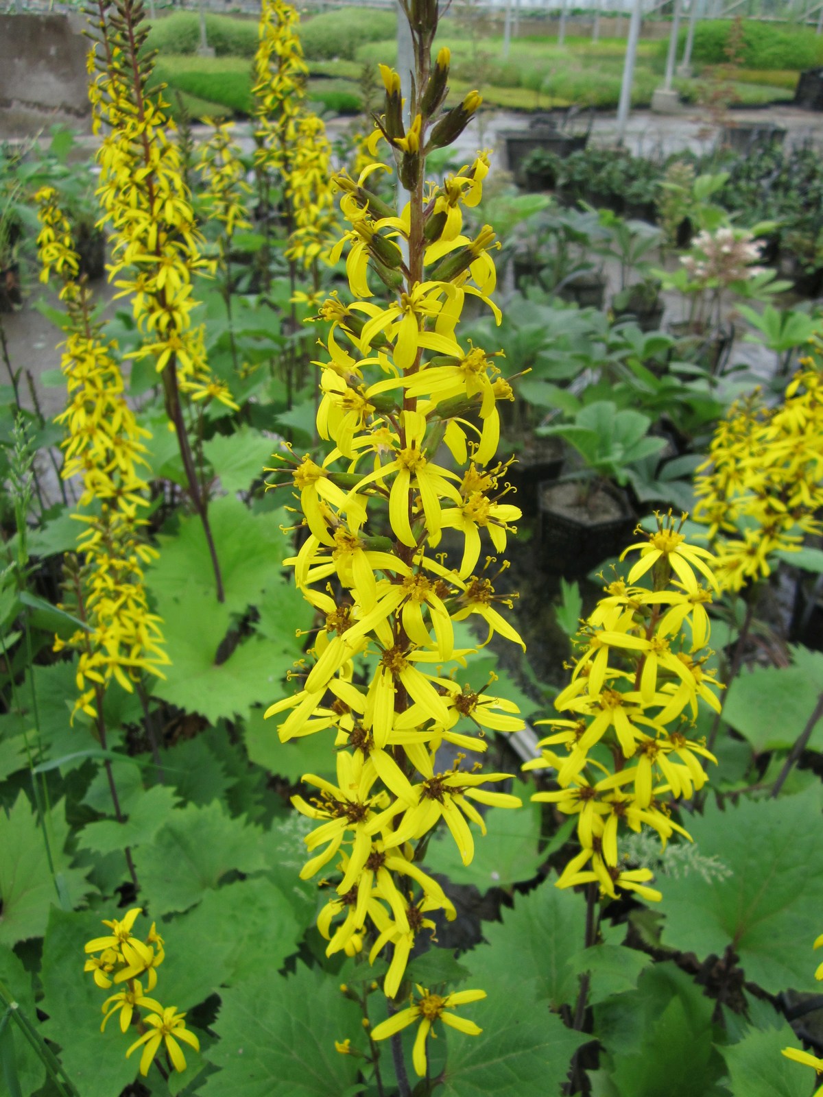 Ligularia przewalskii Przewalski's golden ray - Artisan Aquatics