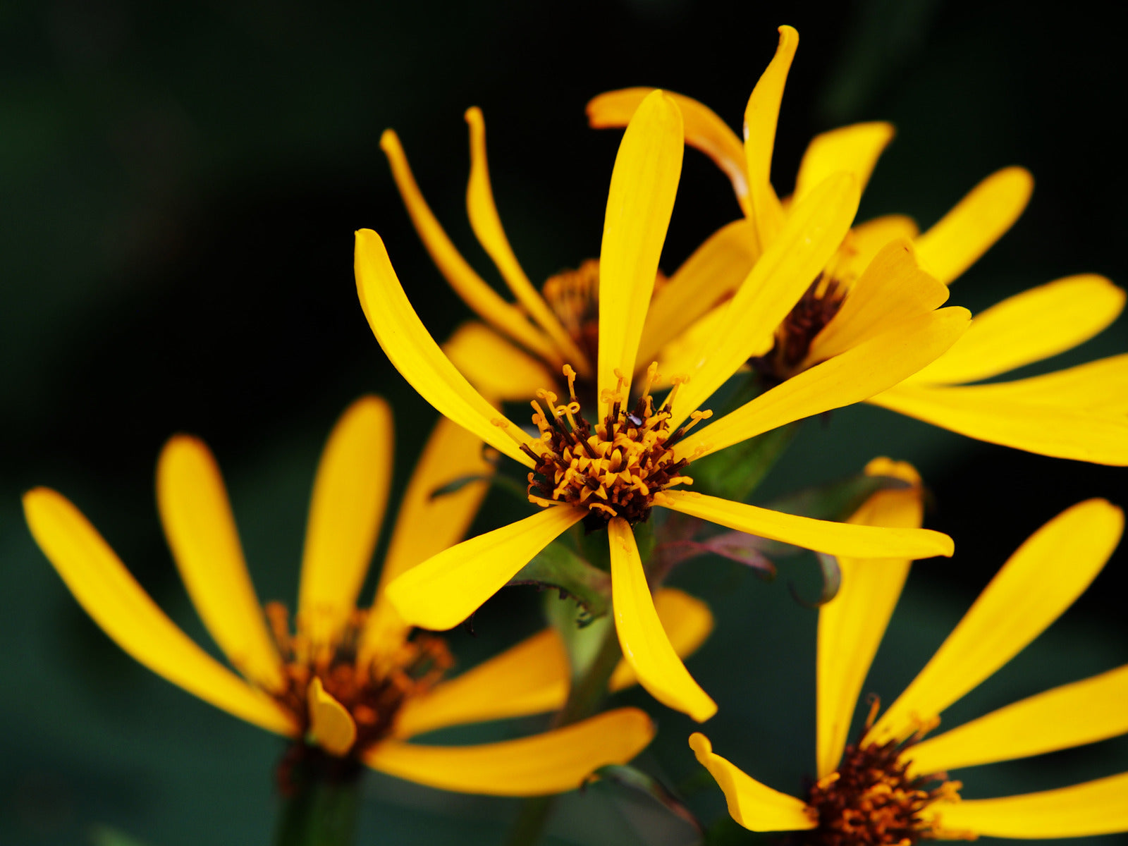 LIGULARIA X LITTLE ROCKET / DWARF LIGULARIA – Diggin it Nursery