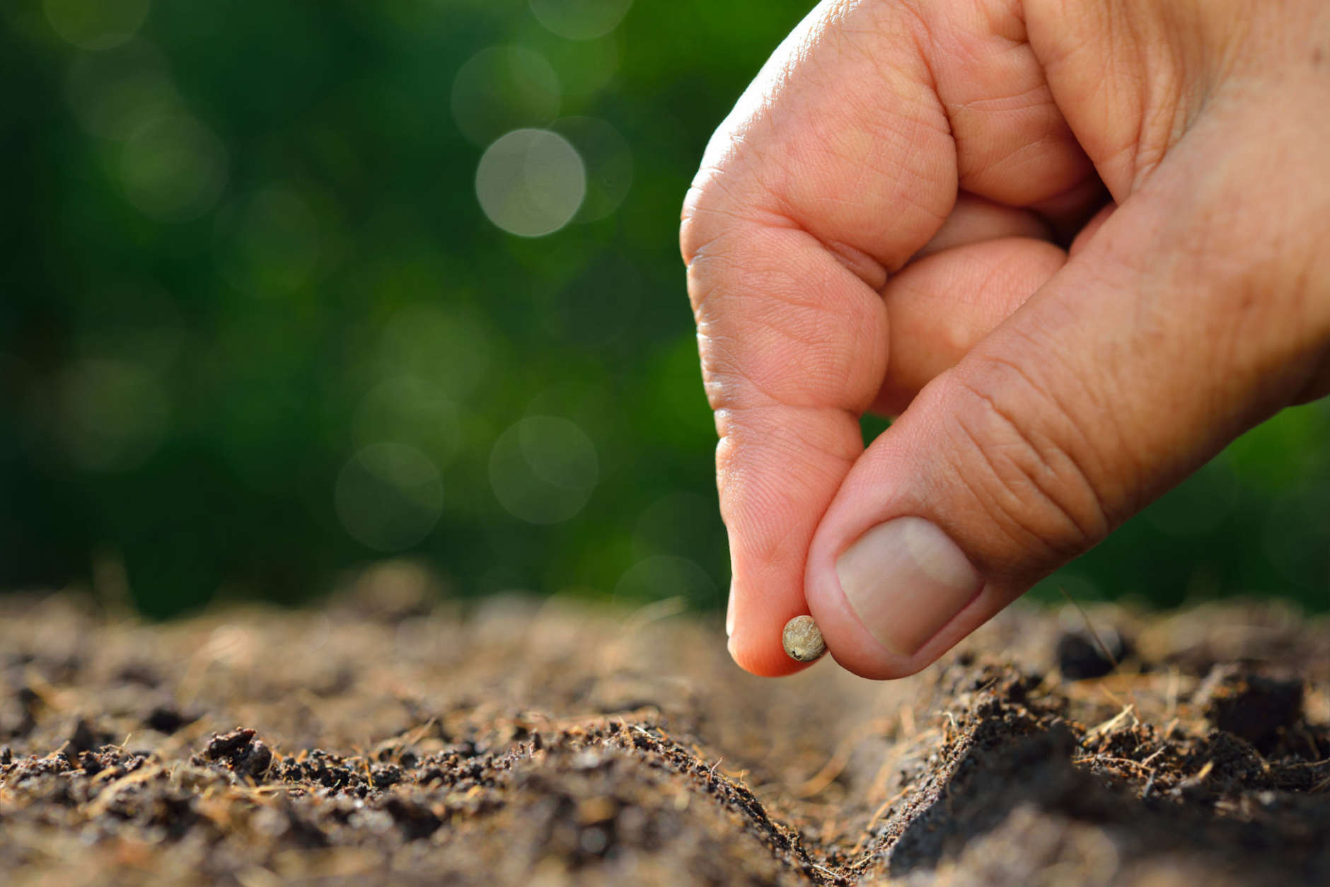 Growing Flowers from Seeds:  Biggest Mistakes and How to Fix Them