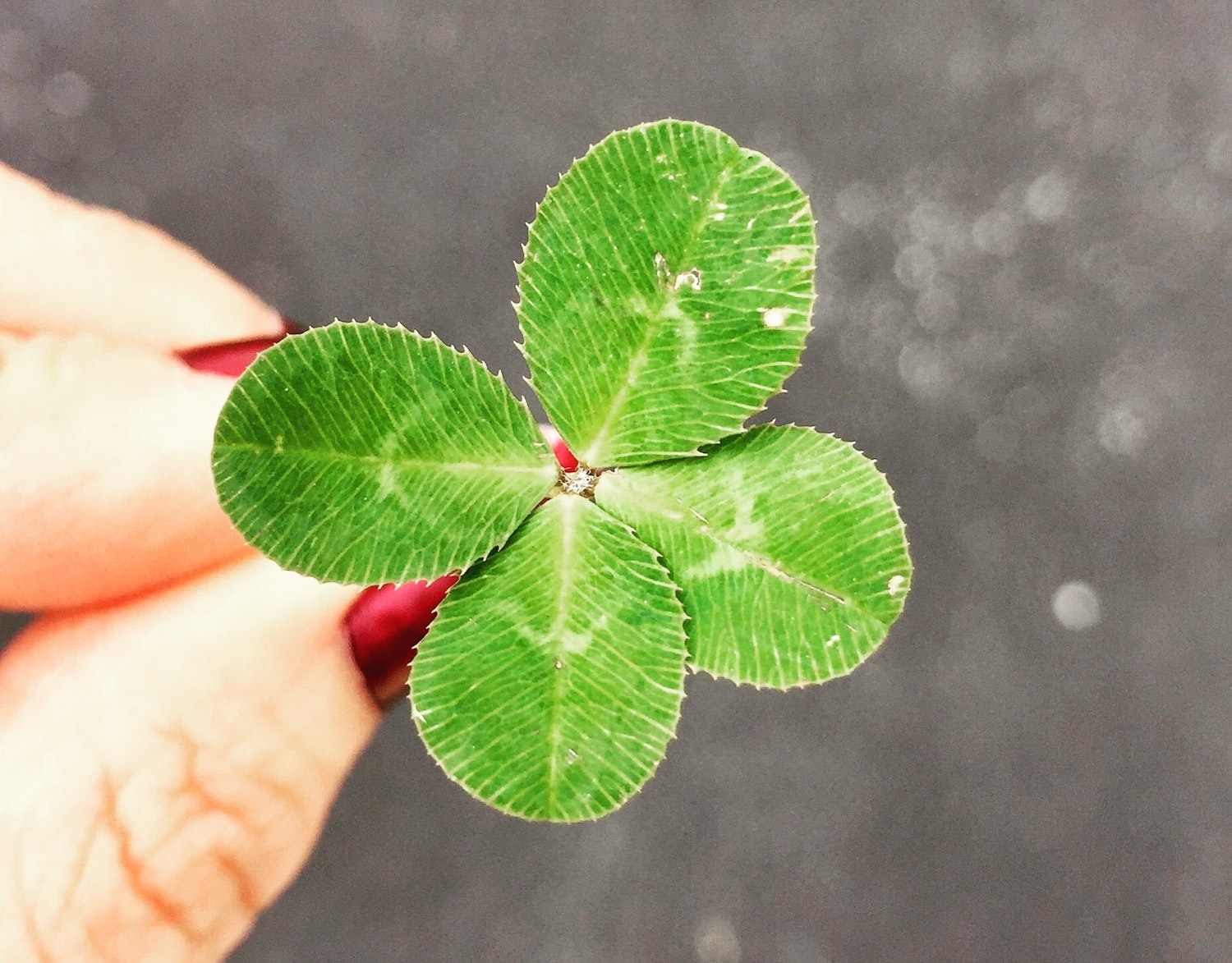 The Shamrock: A Symbol of Ireland and How to Grow Its American Version