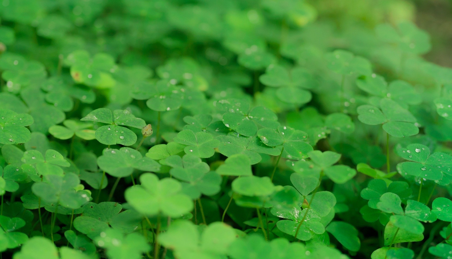 Houseplant of the Month: Shamrock - Cole Gardens