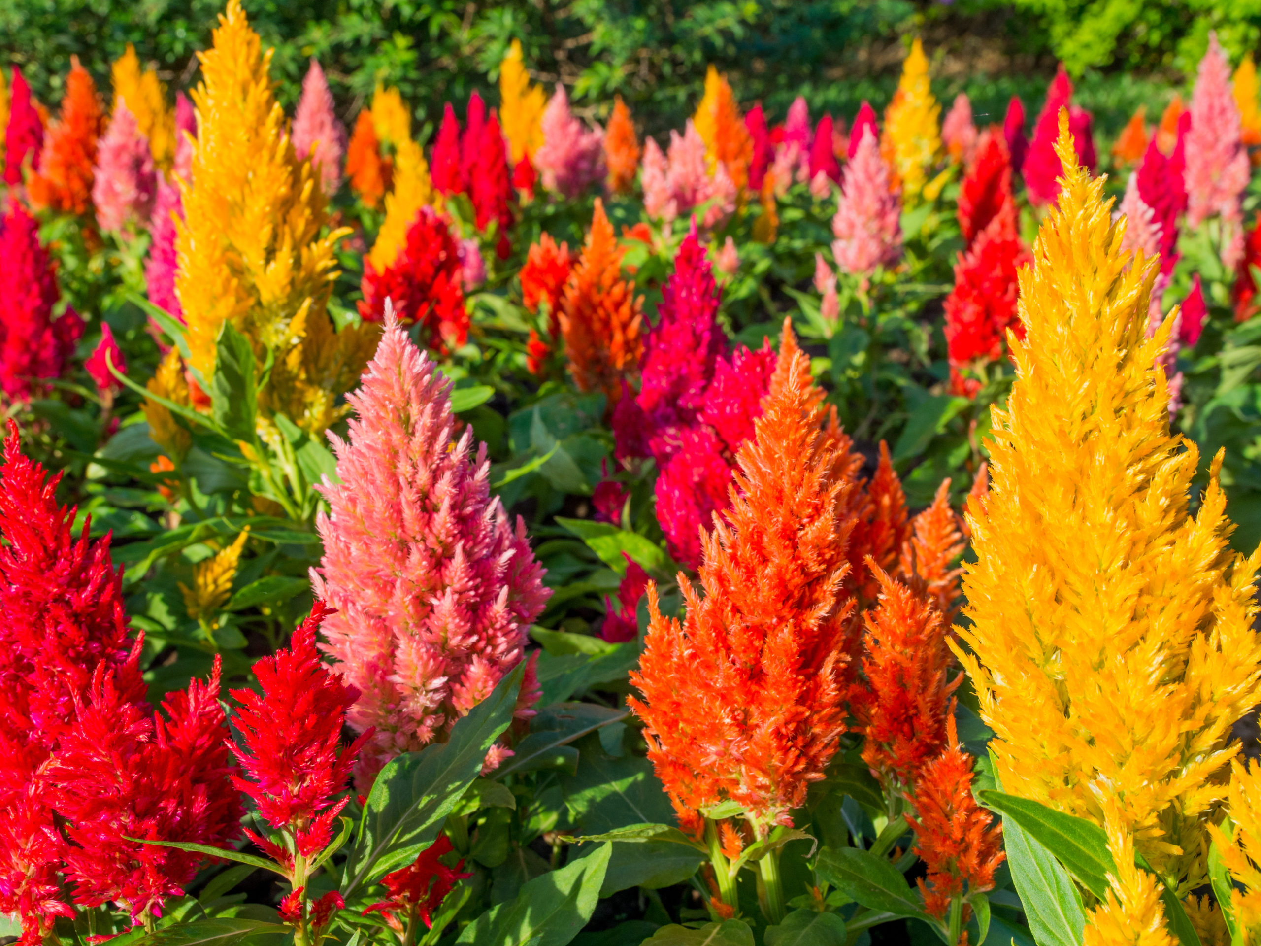 How to Grow the Cockscomb Flower in the Coastal Bend