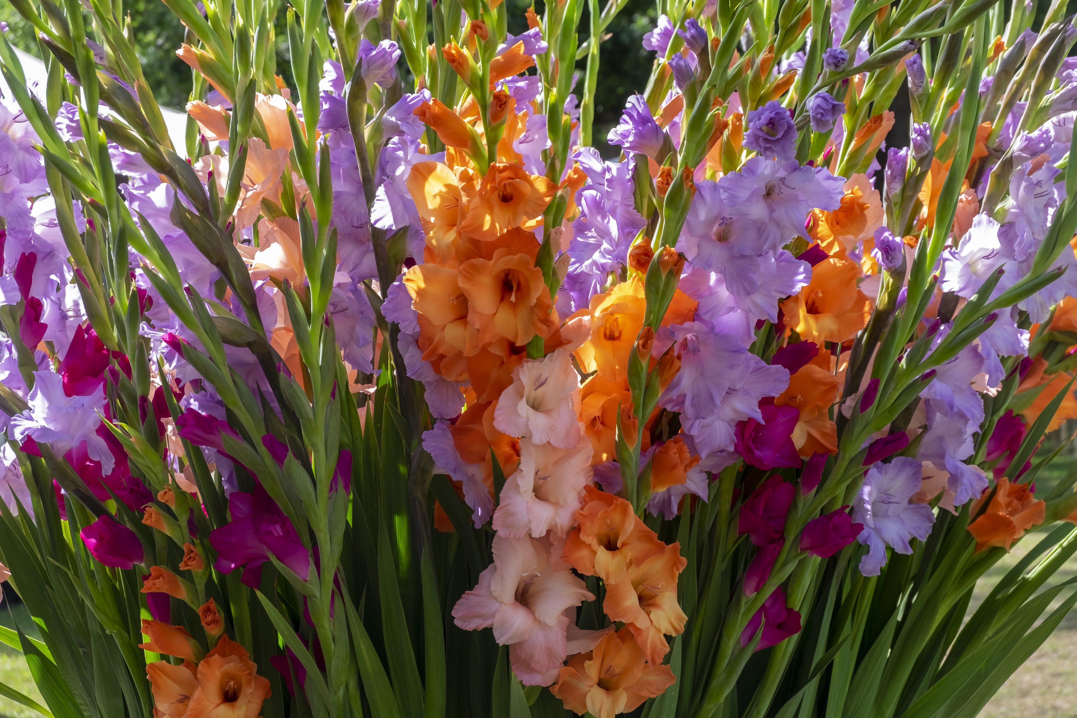 Instructions for planting and caring for gladiolus in your garden