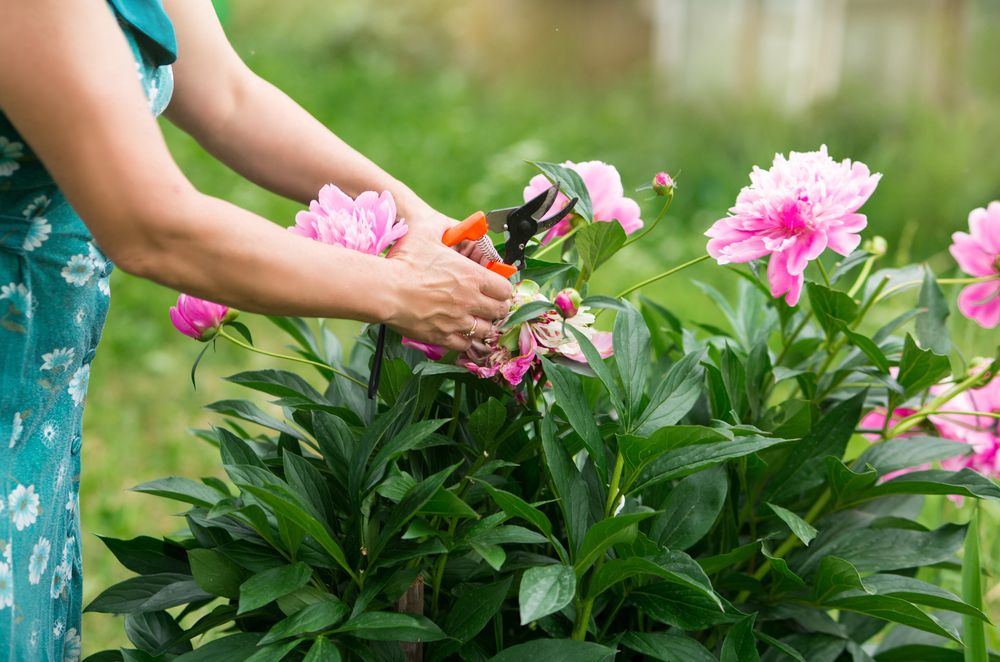 When and How to Prune Peonies