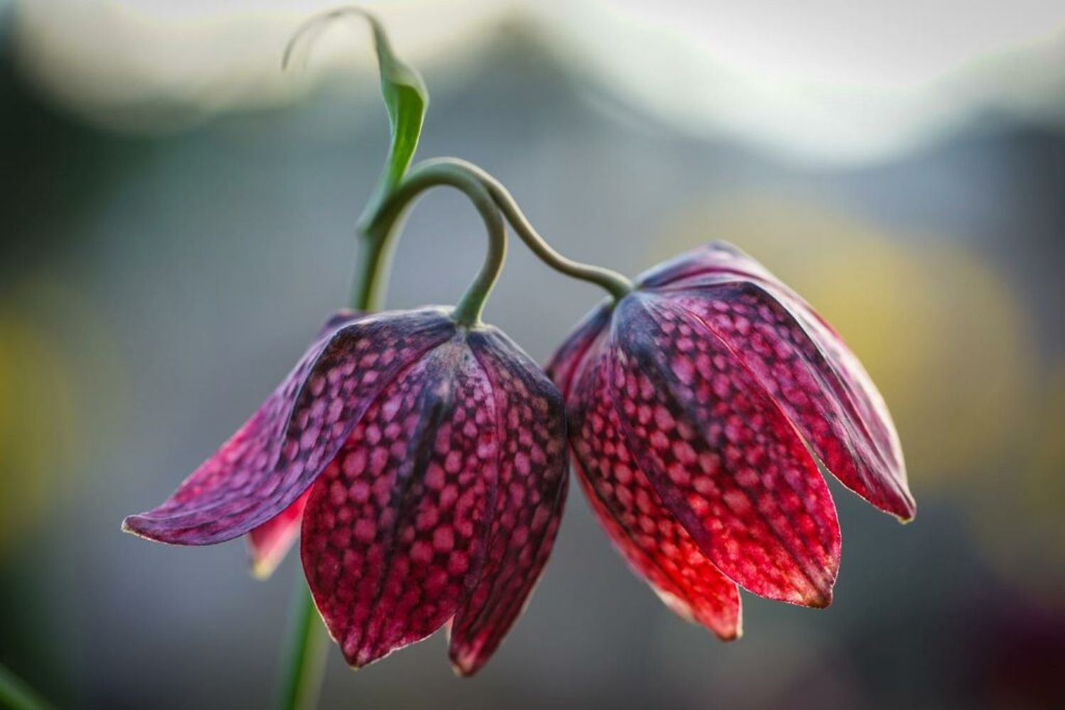 Snake's head fritillary: planting, care & more - Plantura