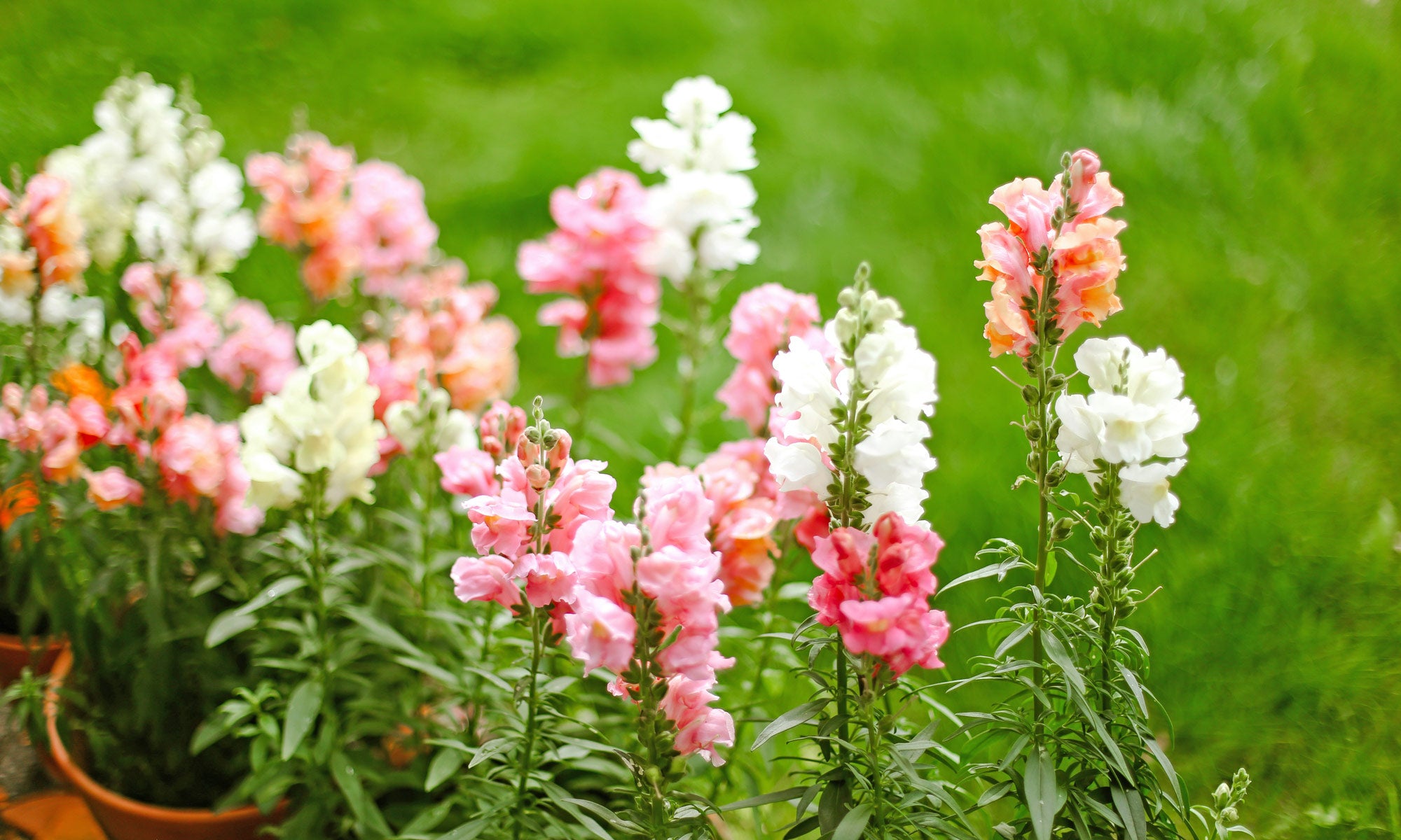 Facts About Snapdragons | LOV Flowers – LÖV Flowers