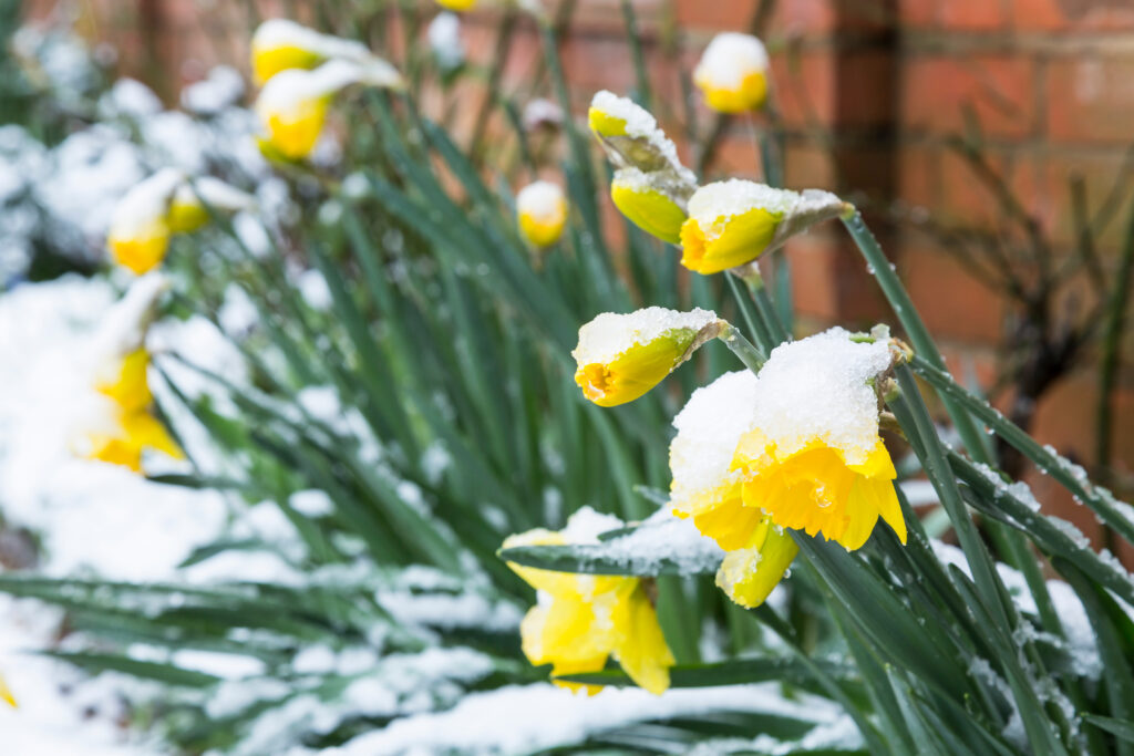 Winterizing Plants: Tips and Tricks to Keep Your Garden Blooming in the  Spring - Ag Workers