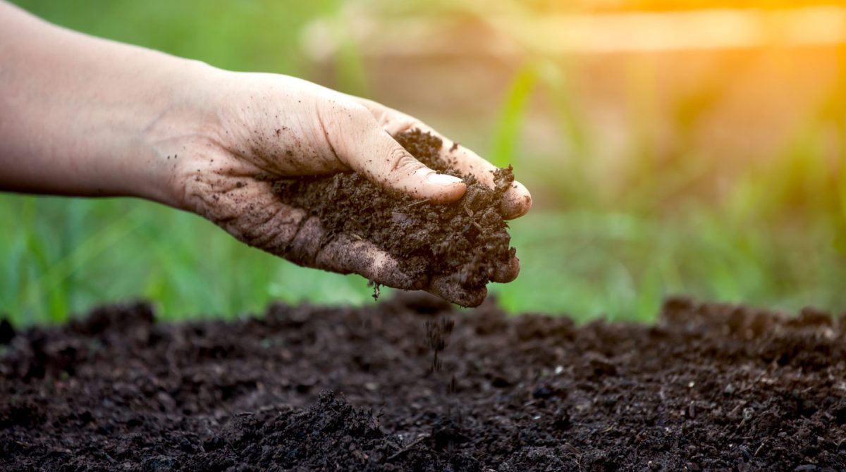 How to Condition Soil for Better Plant Growth | TreeNewal