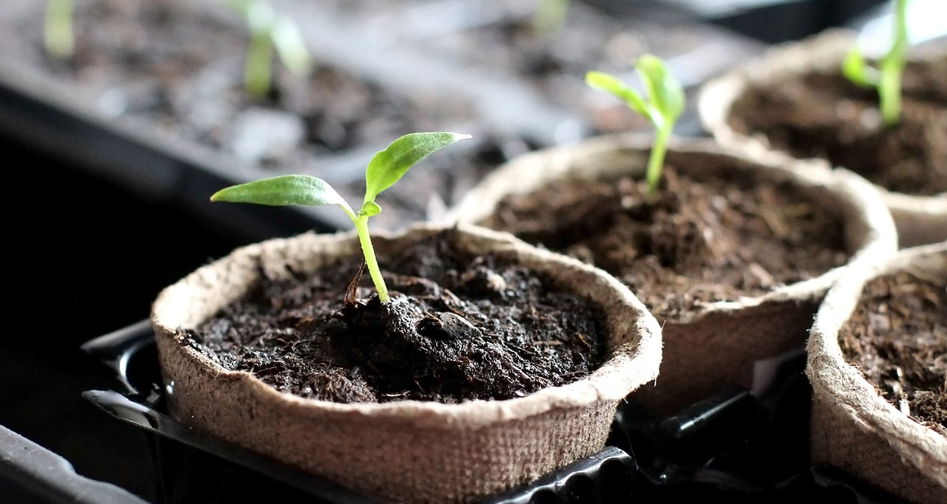 Starting Seeds Indoors - Farmers' Almanac - Plan Your Day. Grow Your Life.