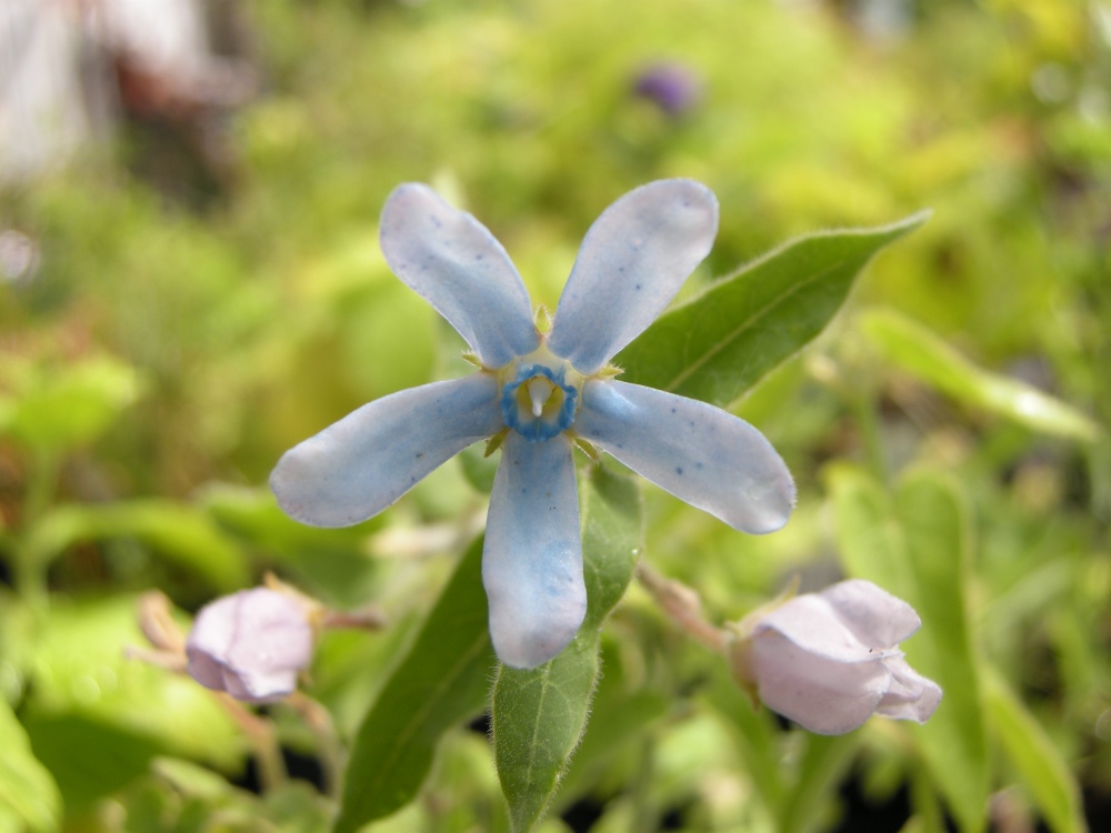 Tweedia caerulea