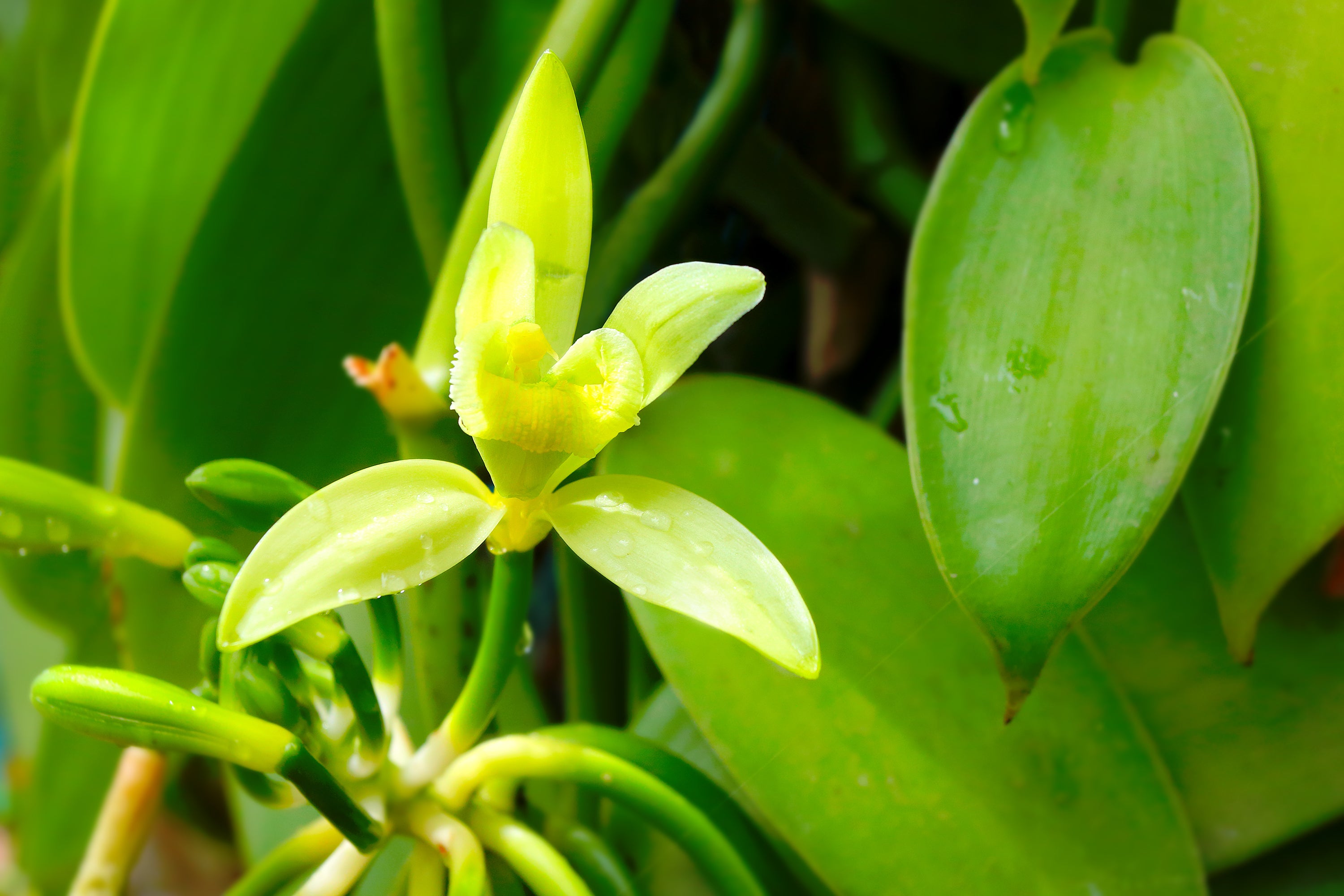 How to Plant and Grow Vanilla Bean Orchids: A Complete Guide