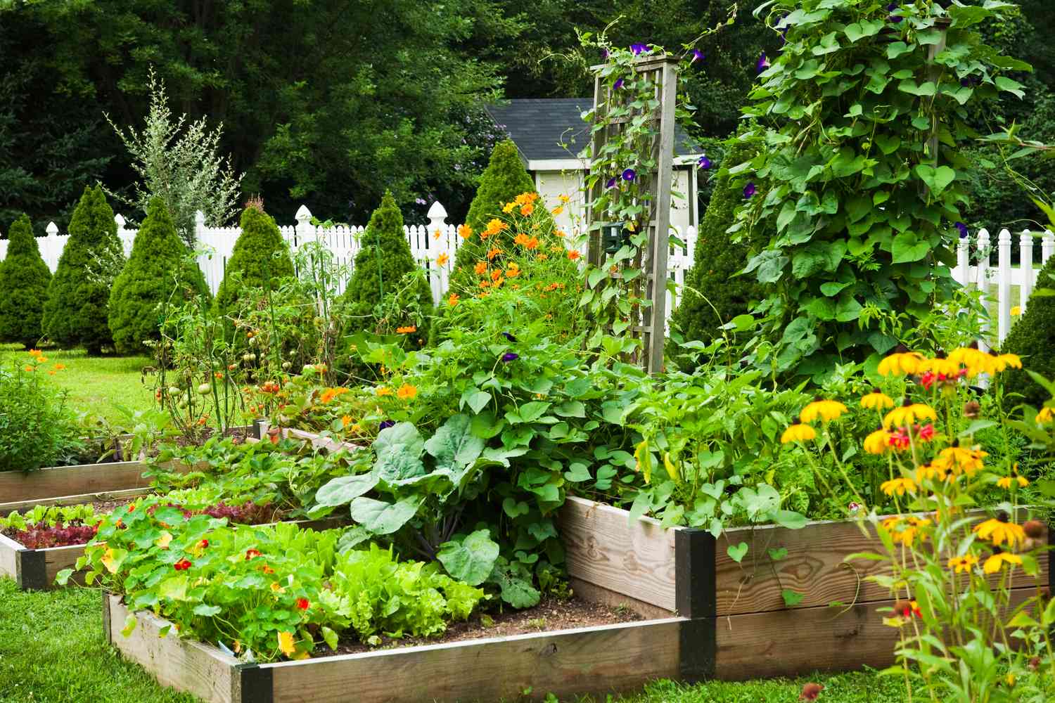 13 Vegetables That Grow in Shade