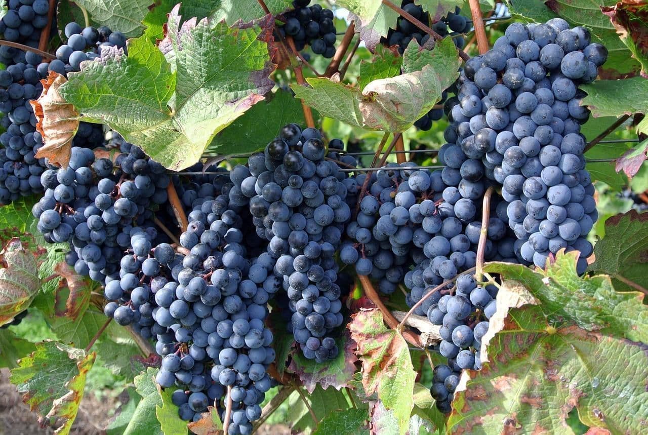 Vitis Vinifera 5 Seeds, Common Grape Vine- Heavy Cropper,Sweet Fruits