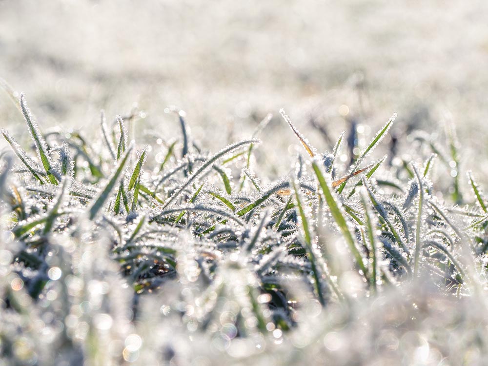 What to Know About Winter Watering for Your Lawn