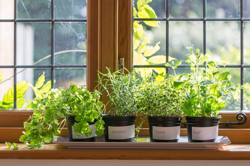 5 Popular Indoor Plants for Garden Windows | Huntsville