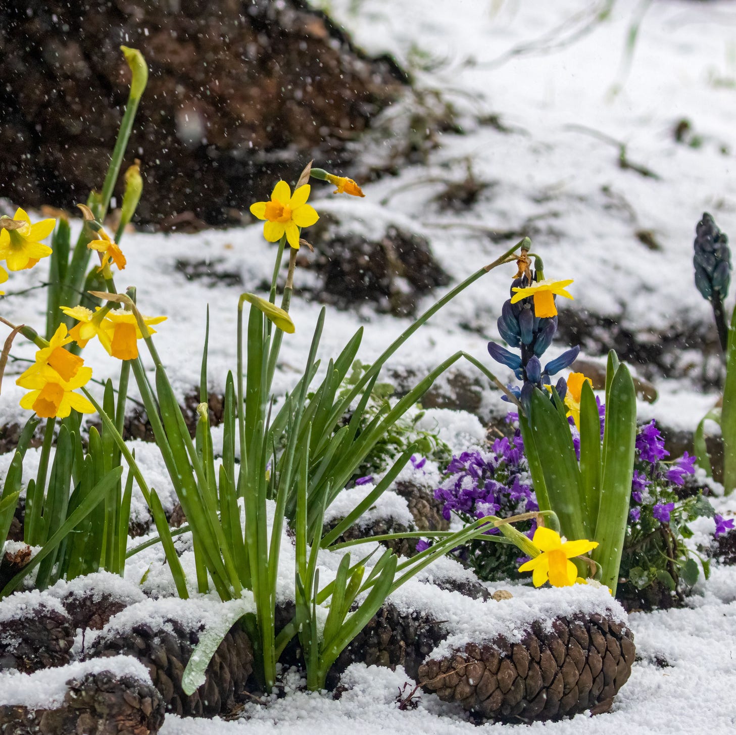 20 Best Winter Flowers - Flowers That Bloom in Winter