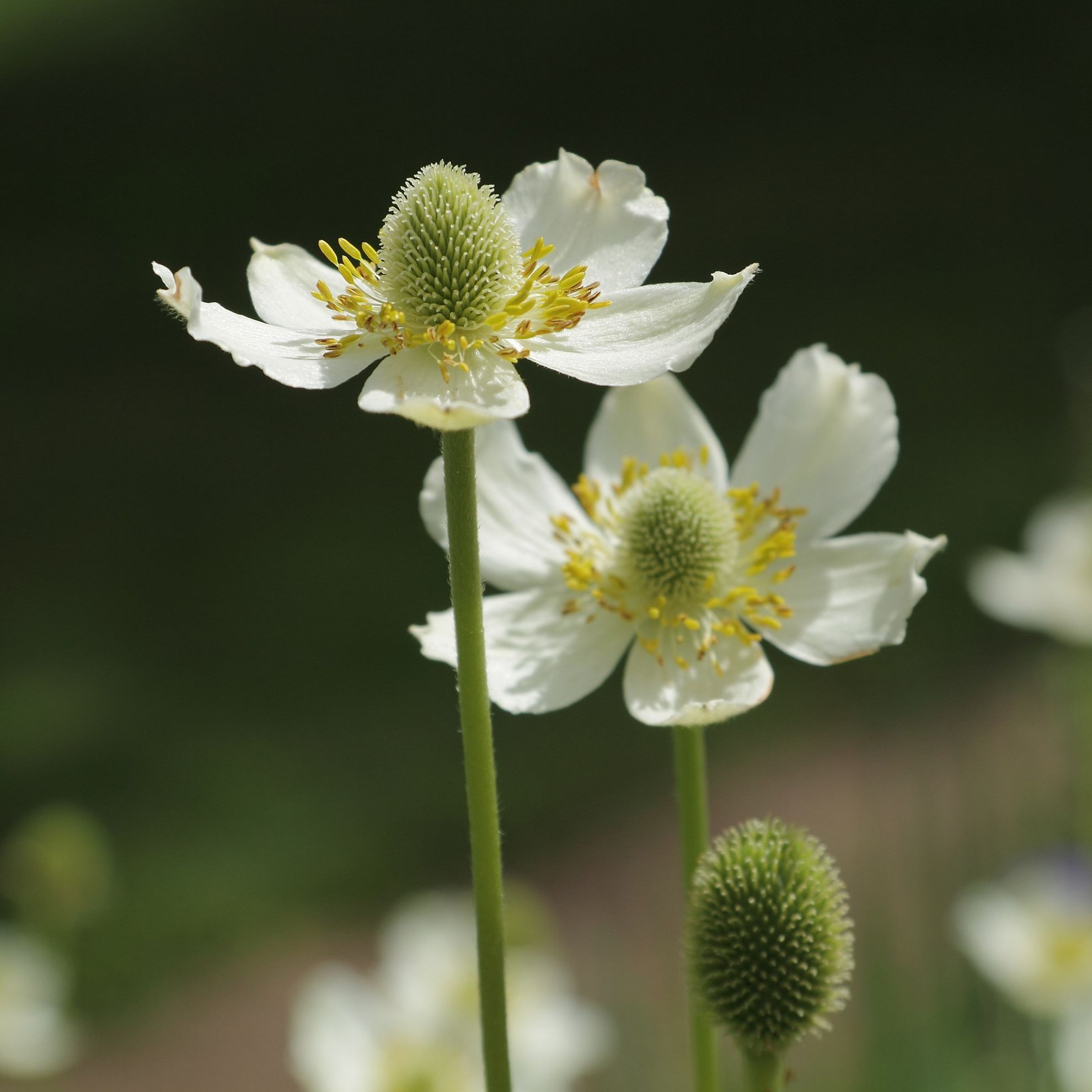 Sow Wild Natives-Thimbleweed (Anemone virginiana)