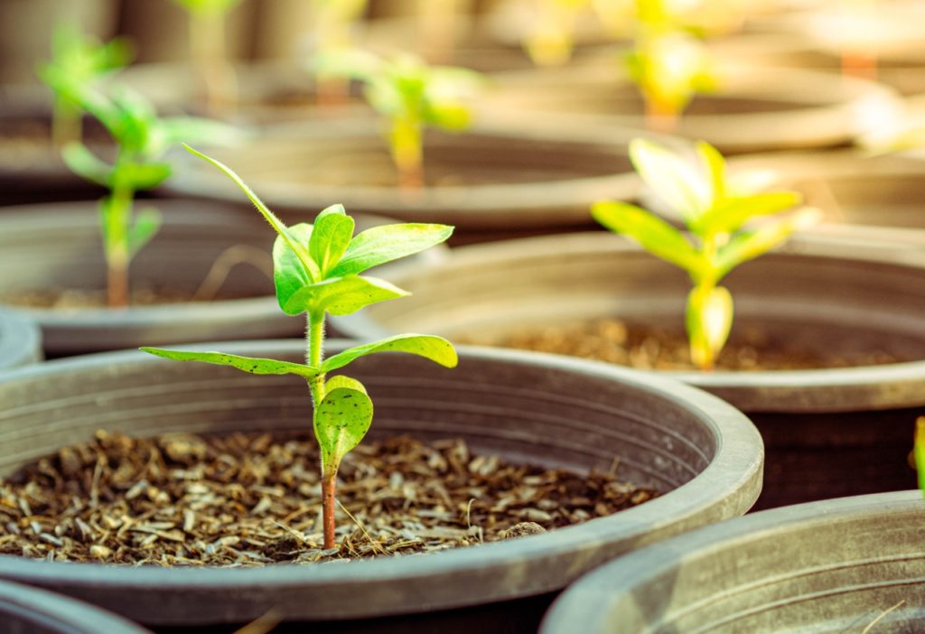 Sowing Chrysanthemums In 5 Steps | Horticulture Magazine