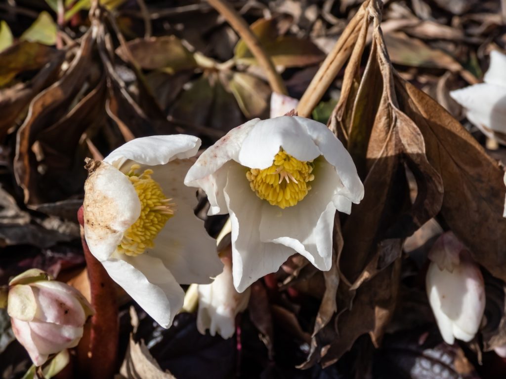 Hellebore Pruning Guidelines (3 Steps) | Horticulture.co.uk