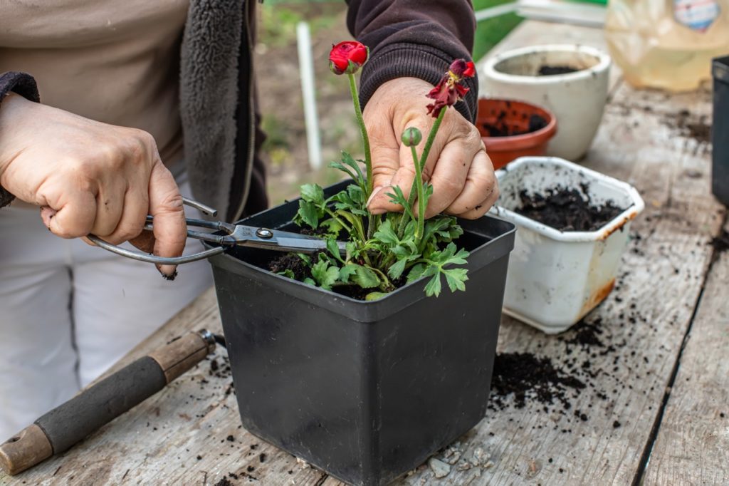 How To Deadhead & Prune Ranunculus | Horticulture.co.uk