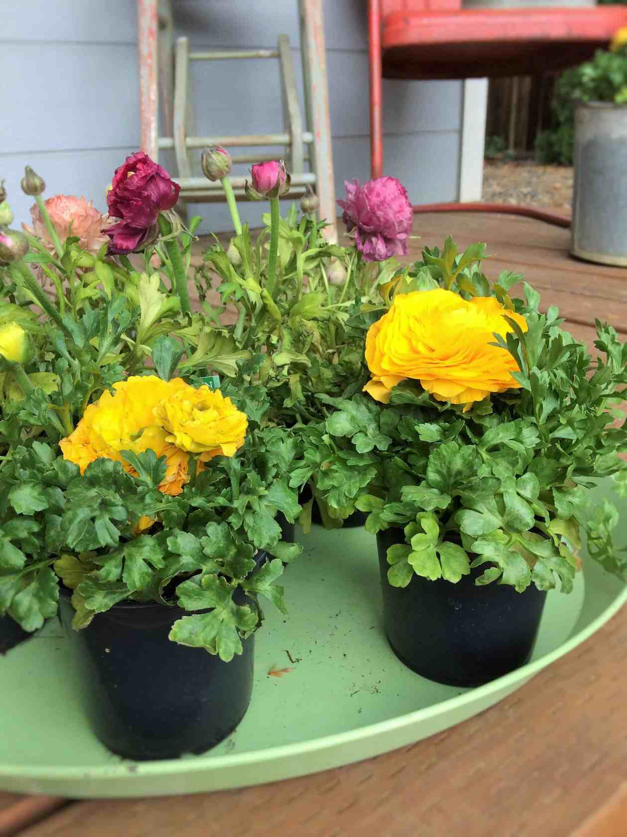 How To Grow Ranunculus In Your Garden This Spring - Pinecone Cottage Retreat