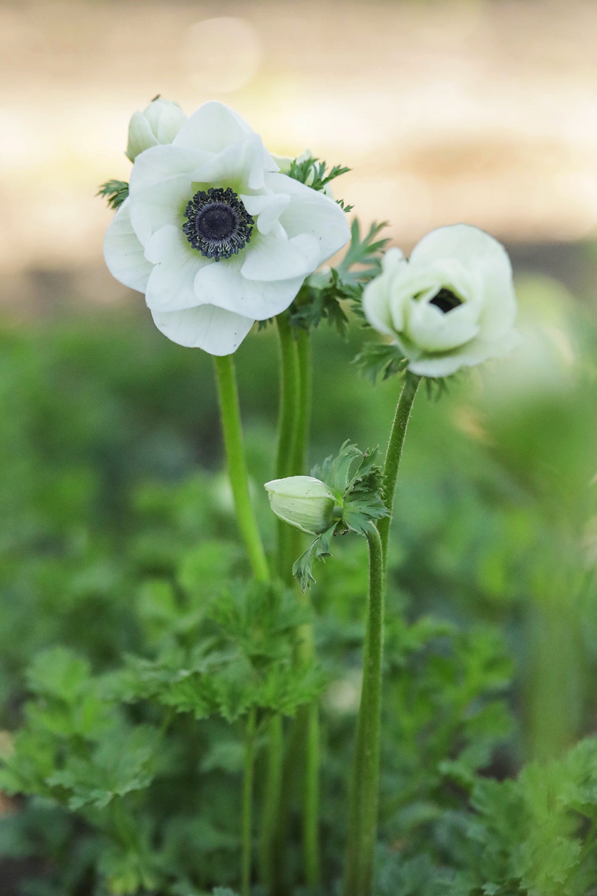 Anemone Black & White | Whistling Prairie Flowers