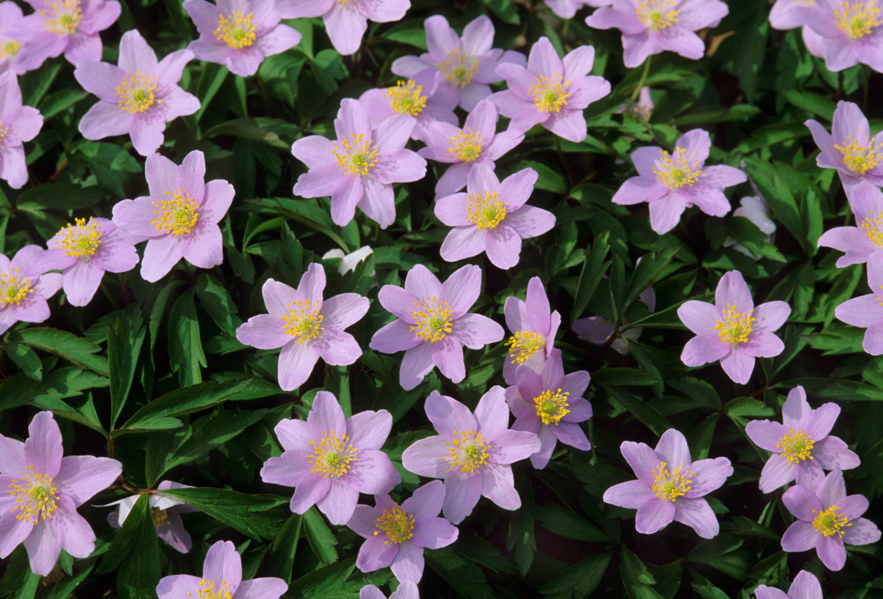 Anemone Nemerosa Robinsoniana | Parkers Wholesale