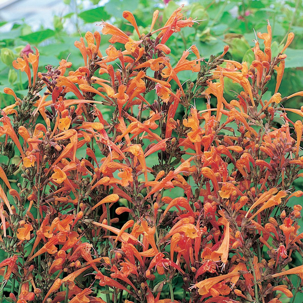 Agastache- Apricot Sprite Seeds | The Seed Collection