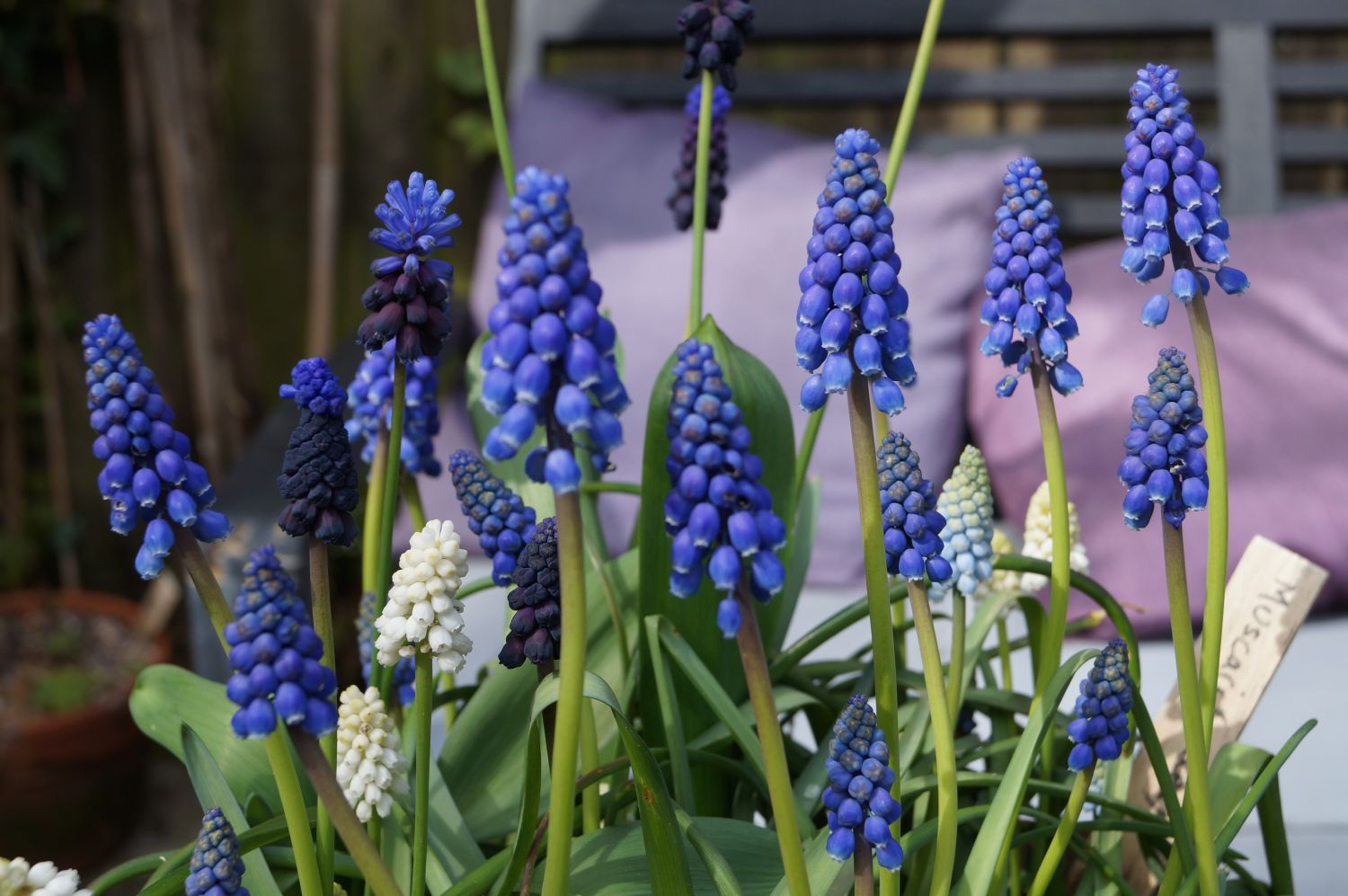 The most beautiful Muscari varieties - Plantura